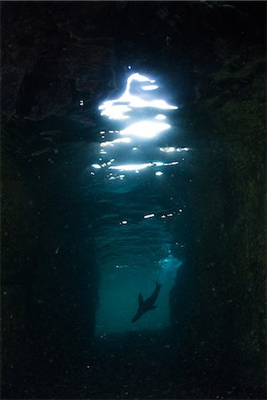 simsearch:6119-08242780,k - Sea Lion, La Paz, Baja California Sur, Mexico Stock Photo - Premium Royalty-Free, Code: 614-09078798