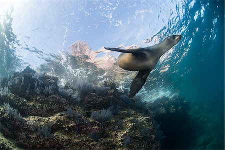 reef mexico - Sea Lion, La Paz, Baja California Sur, Mexico Stock Photo - Premium Royalty-Free, Code: 614-09078799