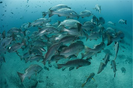 fish school - Snapper in ocean, Punta Baja, Baja California, Mexico Photographie de stock - Premium Libres de Droits, Code: 614-09078804