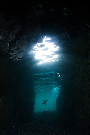 dark tunnel - Sea Lion, La Paz, Baja California Sur, Mexico Stock Photo - Premium Royalty-Free, Code: 614-09078800