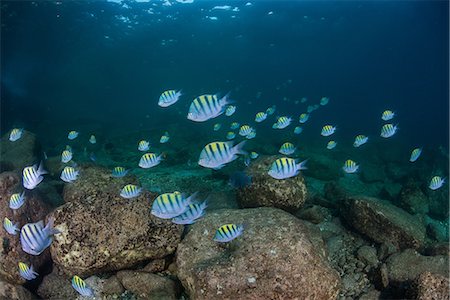 school of fish - Fish in ocean, Isla Espiritu Santo, La Paz, Baja California Sur, Mexico Stock Photo - Premium Royalty-Free, Code: 614-09078802