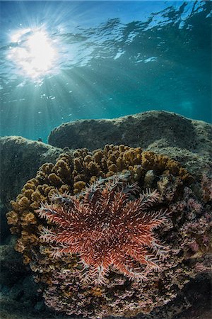 reef mexico - Crown-of-thorns starfish, La Paz, Baja California Sur, Mexico Stock Photo - Premium Royalty-Free, Code: 614-09078803