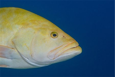 Yellow grouper, Punta Baja, Baja California, Mexico Stock Photo - Premium Royalty-Free, Code: 614-09078810