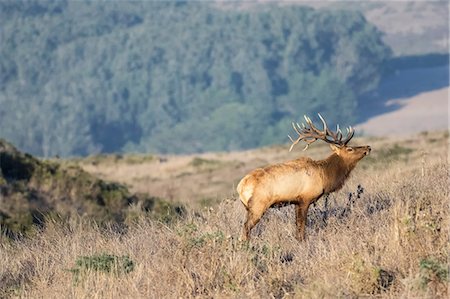 ramure - Tule elk buck (Cervus canadensis nannodes) on hillside, Point Reyes National Seashore, California, USA Photographie de stock - Premium Libres de Droits, Code: 614-09078844