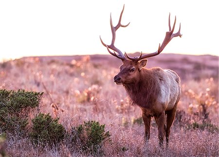 ramure - Tule elk buck (Cervus canadensis nannodes) in moorland, Point Reyes National Seashore, California, USA Photographie de stock - Premium Libres de Droits, Code: 614-09078849