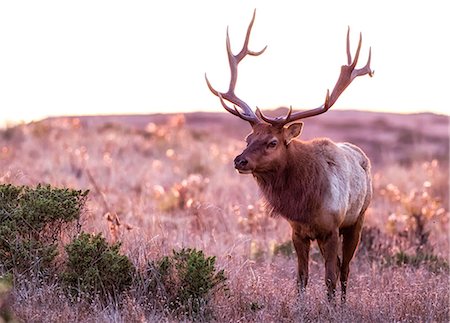 Tule elk buck (Cervus canadensis nannodes) in moorland, Point Reyes National Seashore, California, USA Stock Photo - Premium Royalty-Free, Code: 614-09078849