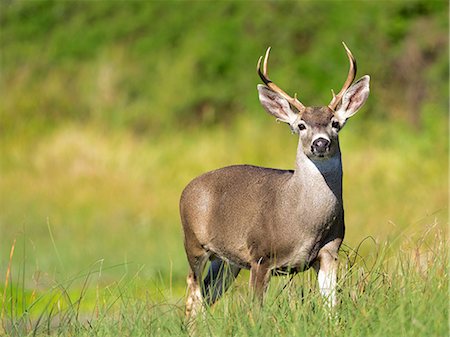 simsearch:614-09078899,k - Portrait of mule deer buck (Odocoileus hemionus) in grassland, Point Reyes National Seashore, California, USA Stock Photo - Premium Royalty-Free, Code: 614-09078841