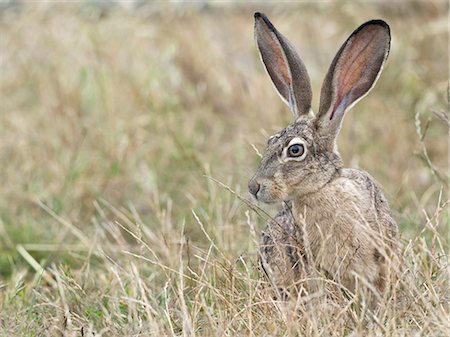 simsearch:614-09078843,k - Black-tailed jackrabbit (Lepus californicus) in long grass, Point Reyes National Seashore, California, USA Foto de stock - Sin royalties Premium, Código: 614-09078855