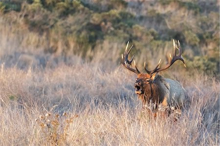 simsearch:649-08950374,k - Tule elk buck (Cervus canadensis nannodes) in long grass, Point Reyes National Seashore, California, USA Photographie de stock - Premium Libres de Droits, Code: 614-09078850