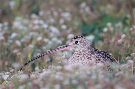 pico - Long-billed curlew (Numenius americanus), San Francisco, California, United States, North America Foto de stock - Sin royalties Premium, Código: 614-09078882