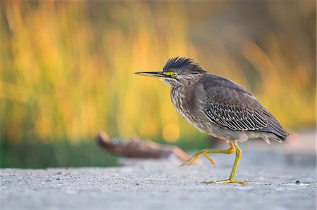 Green Heron (butorides virescens) Sutro Baths, California, United States, North America Foto de stock - Sin royalties Premium, Código: 614-09078905