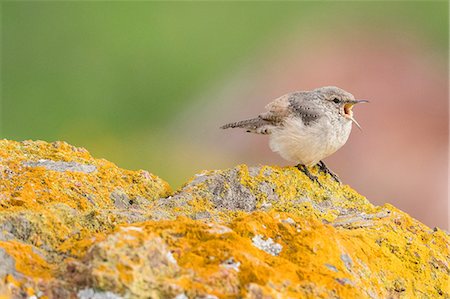 Rock Wren (salpinctes obsoletus) Coyote Hills Regional Park, California, United States, North America Stock Photo - Premium Royalty-Free, Code: 614-09078903