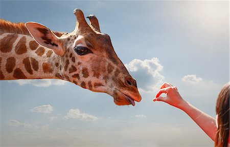 Woman feeding giraffe, Nairobi National Park, Nairobi, Kenya, Africa Fotografie stock - Premium Royalty-Free, Codice: 614-09078918