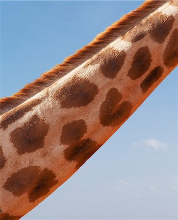 Cropped view of giraffe neck, Nairobi National Park, Nairobi, Kenya, Africa Foto de stock - Royalty Free Premium, Número: 614-09078919