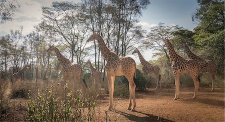 simsearch:614-09027071,k - Giraffes in Nairobi National Park, Nairobi, Kenya, Africa Photographie de stock - Premium Libres de Droits, Code: 614-09078913