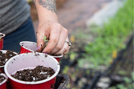 planting tomato plant - Cropped view of woman planting seedlings in plastic cups Stock Photo - Premium Royalty-Free, Code: 614-09079083