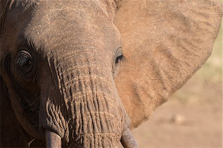 simsearch:614-09110735,k - Portrait of an African elephant (Loxodonta africana), Tsavo, Kenya, Africa Foto de stock - Sin royalties Premium, Código: 614-09110734