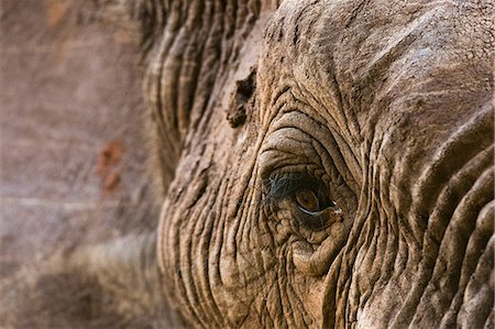 simsearch:614-09110735,k - Portrait of an African elephant (Loxodonta africana), Tsavo, Kenya, Africa Foto de stock - Sin royalties Premium, Código: 614-09110736