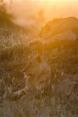 simsearch:614-09110735,k - Lions (Panthera leo), at sunset, Tsavo, Kenya, Africa Foto de stock - Sin royalties Premium, Código: 614-09110737