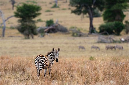 simsearch:614-09110735,k - Portrait of Common zebra (Equus quagga) Tsavo, Kenya, Africa Foto de stock - Sin royalties Premium, Código: 614-09110738