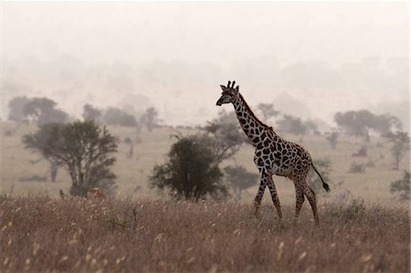 simsearch:614-09110735,k - Maasai giraffe (Giraffa camelopardalis tippelskirchi), walking in the mist, Tsavo, Kenya, Africa Foto de stock - Sin royalties Premium, Código: 614-09110731