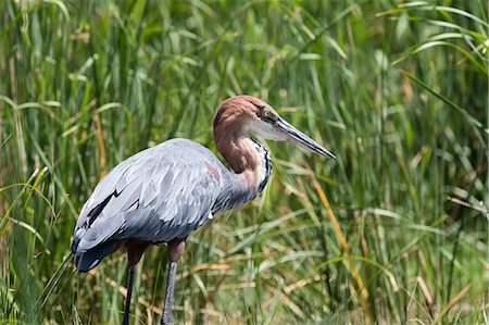 simsearch:614-09110735,k - Goliath Heron (Ardea goliath), Tsavo, Kenya, Africa Foto de stock - Sin royalties Premium, Código: 614-09110741