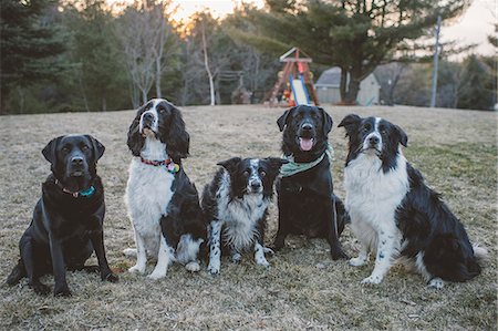 five animals - Five dogs sitting in a row, outdoors Stock Photo - Premium Royalty-Free, Code: 614-09110750