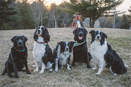 Five dogs sitting in a row, outdoors Fotografie stock - Premium Royalty-Free, Codice: 614-09110750