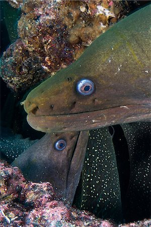 seymour - Close up of Moray Eels, Seymour, Galapagos, Ecuador, South America Foto de stock - Sin royalties Premium, Código: 614-09110963