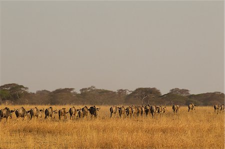 Herd of wildebeest (Connochaetes taurinus), Tarangire National Park, Tanzania, Africa Foto de stock - Sin royalties Premium, Código: 614-09110978