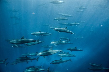 simsearch:649-09078556,k - Large group of bottlenose dolphins, Seymour, Galapagos, Ecuador, South America Stock Photo - Premium Royalty-Free, Code: 614-09110973