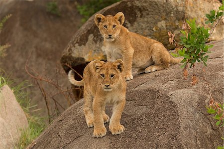 simsearch:851-02963307,k - Two lion cubs (Panthera leo), standing on rock, Serengeti National Park, Robanda, Tanzania, Africa Foto de stock - Sin royalties Premium, Código: 614-09110982