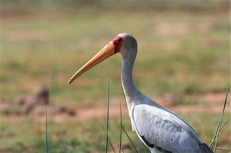 simsearch:614-09110735,k - Yellow-billed stork (Mycteria ibis), Tsavo, Kenya Foto de stock - Sin royalties Premium, Código: 614-09111025