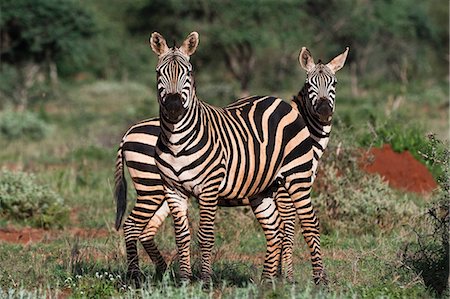 prudenza - Portrait of two common zebras (Equus quagga) in green savannah, Tsavo, Kenya Fotografie stock - Premium Royalty-Free, Codice: 614-09111026