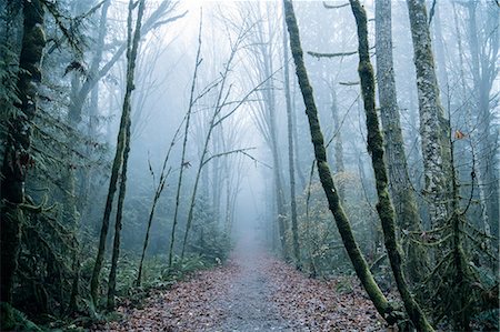 Pathway through forest, Bainbridge, Washington, USA Stock Photo - Premium Royalty-Free, Code: 614-09127290