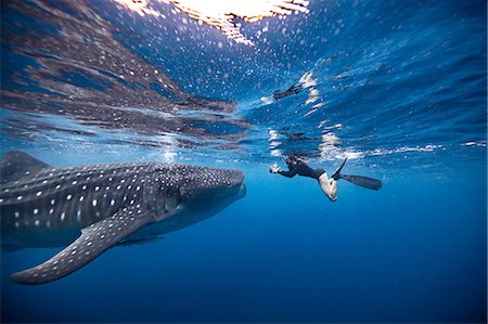 plongeur en apnée - Underwater view of female snorkeler photographing whale shark, Quintana Roo, Mexico Photographie de stock - Premium Libres de Droits, Code: 614-09156796