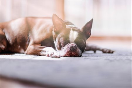 dog portraits - Portrait of Boston terrier sleeping Stock Photo - Premium Royalty-Free, Code: 614-09156804