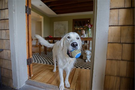 dog doorway - Portrait of dog with tennis ball Stock Photo - Premium Royalty-Free, Code: 614-09159505