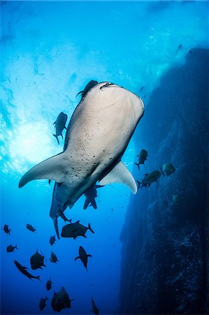 simsearch:614-08982662,k - Whale shark swimming close to rock pinnacle, Colima, Mexico Stock Photo - Premium Royalty-Free, Code: 614-09159517