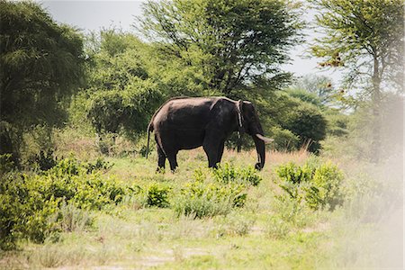 parque nacional chobe - Elephant, Chobe National Park, Botswana Foto de stock - Sin royalties Premium, Código: 614-09159545