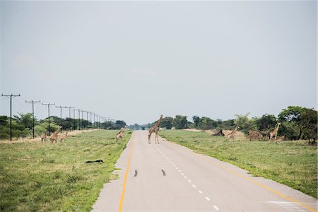 simsearch:614-09159537,k - Giraffes on the road to Okavango Delta, Botswana Stock Photo - Premium Royalty-Free, Code: 614-09159549