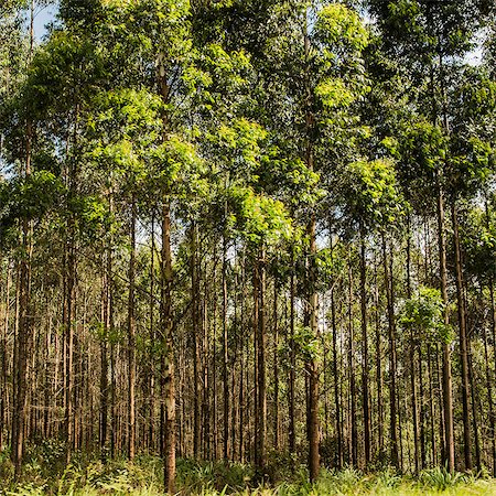 Rows of forest trees in sunlight, South Africa Photographie de stock - Premium Libres de Droits, Code: 614-09159559
