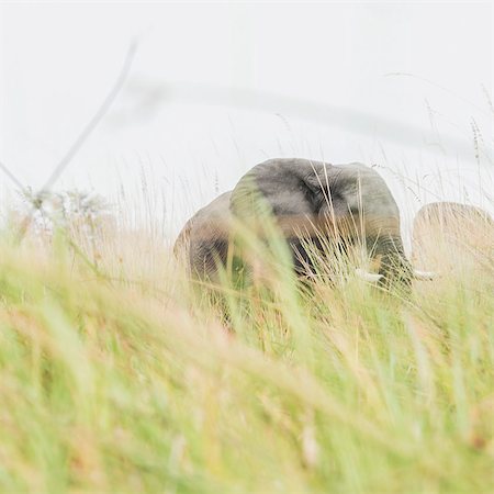 Elephant in tall grass, Okavango Delta, Botswana Stock Photo - Premium Royalty-Free, Code: 614-09159552