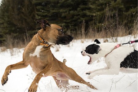 defender - Dog running away from aggressive dog on leash in snow Stock Photo - Premium Royalty-Free, Code: 614-09159614