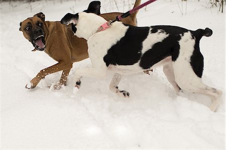 dog looking over shoulder - Dog snarling at dog on leash in snow Stock Photo - Premium Royalty-Free, Code: 614-09159613