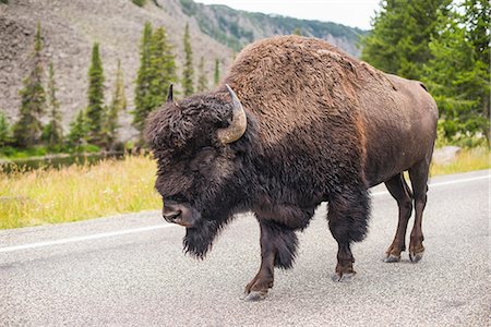 Bison walking on road, Yellowstone National Park, Wyoming, USA Photographie de stock - Premium Libres de Droits, Code: 614-09159707