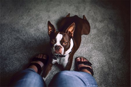 Boston terrier dog lying down at woman's feet, personal perspective Foto de stock - Sin royalties Premium, Código: 614-09159713