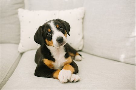 Animal portrait of puppy lying on sofa looking at camera Photographie de stock - Premium Libres de Droits, Code: 614-09168146
