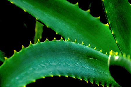 simsearch:6102-03866399,k - Aloe vera plant Foto de stock - Sin royalties Premium, Código: 614-09178186