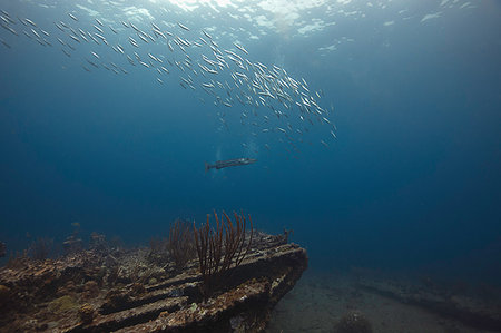 Underwater view of barracuda swimming near Rhone shipwreck, British Virgin Islands Stock Photo - Premium Royalty-Free, Code: 614-09178203